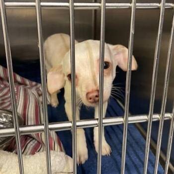 Chihuahua and Mixed Breed Dogs Available for Adoption - Juliet | PetCurious