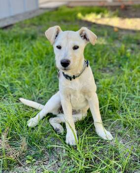 Terrier and Labrador Retriever Dogs Available for Adoption - Pina | PetCurious