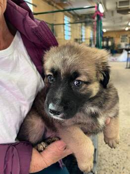 Labrador Retriever and Shepherd Dogs Available for Adoption - Peace | PetCurious