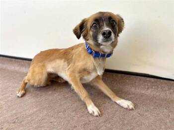 Terrier Dogs Available for Adoption - SKY | PetCurious