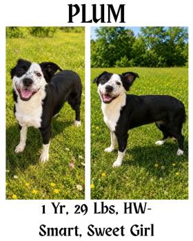 Plum -  Australian Shepherd and Border Collie Dog for Adoption in Albany, Georgia - Plum | PetCurious
