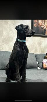 Adiken -  Poodle Dog for Adoption in Cheektowaga, New York - Adiken | PetCurious