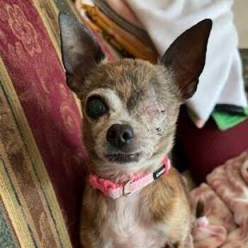 Chihuahua Dogs Available for Adoption in Madison, Wisconsin - Astrid | PetCurious