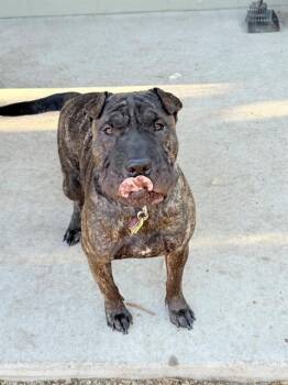 Rescue Shar Pei and Mixed Breed Dogs for Adoption in South Lake Tahoe, California - TRINKET | PetCurious