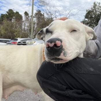 Maybelline -  Terrier Dog for Adoption in Summerville, South Carolina - Maybelline | PetCurious