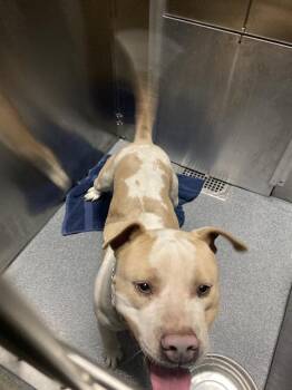 Pit Bull Terrier Dogs Available for Adoption - JACOB | PetCurious