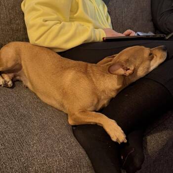 Mixed Breed Dogs Available for Adoption in Fairport, New York - Layla | PetCurious