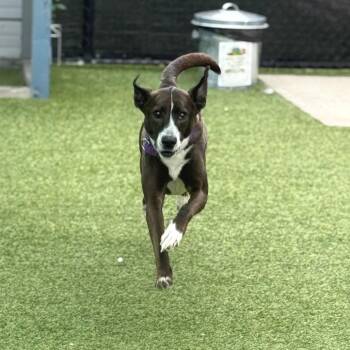 Cainin -  Mixed Breed Dog for Adoption in Pittsburgh, Pennsylvania - Cainin | PetCurious