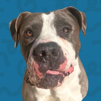 Pit Bull Terrier and American Bulldog Dogs Available for Adoption - Ray | PetCurious