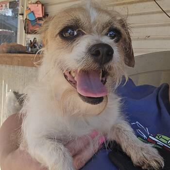 Stevie Ray -  Brussels Griffon and Yorkshire Terrier Dog for Adoption in Athens, Alabama - Stevie Ray | PetCurious