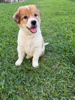 Labrador Retriever Dogs Available for Adoption in League City, Texas - Beau | PetCurious