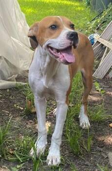 Rat Terrier and Mixed Breed Dogs Available for Adoption in Rowlett, Texas - PEONY | PetCurious