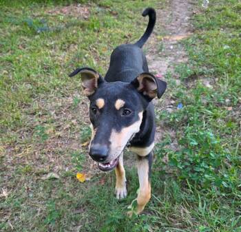 Beyonce -  Shepherd Dog for Adoption in Longview, Texas - Beyonce | PetCurious