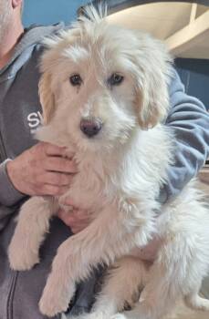 Komondor Dogs Available for Adoption - Tater | PetCurious