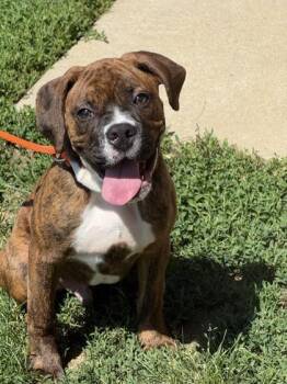 Buster -  Boxer and American Bulldog Dog for Adoption in Quakertown, Pennsylvania - Buster | PetCurious