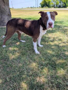 Rusty -  Labrador Retriever Dog for Adoption in Cleburne, Texas - Rusty | PetCurious