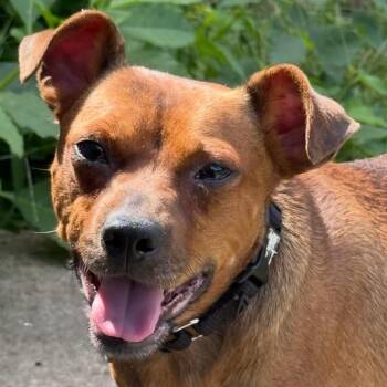 Benny -  Chihuahua and Mixed Breed Dog for Adoption in Kansas City, Missouri - Benny | PetCurious