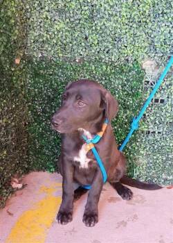 PUPPY 2 -  Labrador Retriever and Mixed Breed Dog for Adoption in El Paso, Texas - PUPPY 2 | PetCurious
