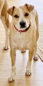 Olive -  Beagle and Chihuahua Dog for Adoption in Severance, Colorado - Olive | PetCurious