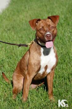 Addy -  Boxer and American Staffordshire Terrier Dog for Adoption - Addy | PetCurious
