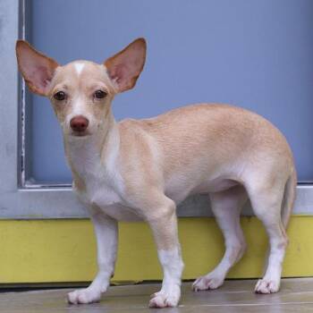 Chihuahua and Mixed Breed Dogs Available for Adoption in Bradenton, Florida - Gidget | PetCurious