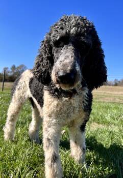Standard Poodle Dogs Available for Adoption in Pacolet, South Carolina - Beckett Sep 22 | PetCurious
