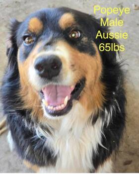 Popeye -  Australian Shepherd Dog for Adoption in Shorewood, Illinois - Popeye | PetCurious