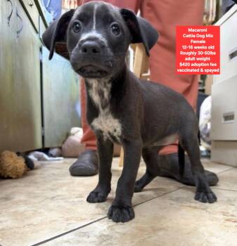 Macaroni -  Cattle Dog Dog for Adoption in Oviedo, Florida - Macaroni | PetCurious