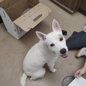 Cattle Dog Dogs Available for Adoption in Corpus Christi, Texas - Misfoot | PetCurious