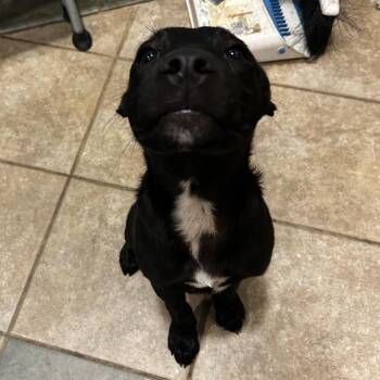 Dipper -  Mixed Breed Dog for Adoption in Chattanooga, Tennessee - Dipper | PetCurious