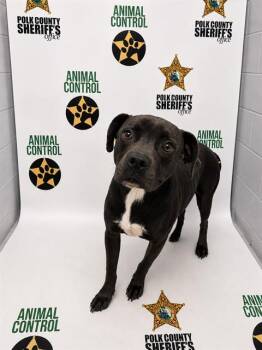 XADEN -  American Bulldog Dog for Adoption in Winter Haven, Florida - XADEN | PetCurious