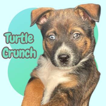 Cattle Dog Dogs Available for Adoption - Turtle Crunch | PetCurious