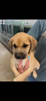 Border Collie Dogs Available for Adoption in Nacogdoches, Texas - Xeno | PetCurious