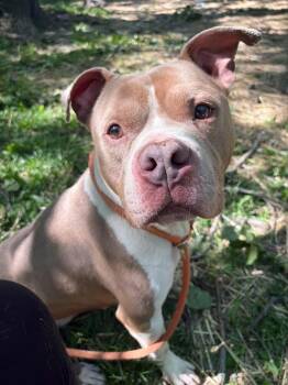 Baltimore -  Pit Bull Terrier Dog for Adoption in Chicago, Illinois - Baltimore | PetCurious
