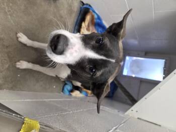 Nova -  Rat Terrier Dog for Adoption in Brooks, Alberta - Nova | PetCurious
