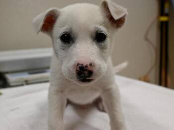 Siberian Husky Dogs Available for Adoption in Portland, Oregon - Windy | PetCurious