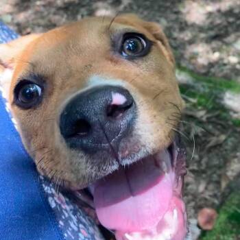 Olympus (Ollie) -  Mixed Breed Dog for Adoption in Auburn, New Hampshire - Olympus (Ollie) | PetCurious