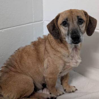 Ocie Mae -  Feist Dog for Adoption in Spruce Pine, North Carolina - Ocie Mae | PetCurious