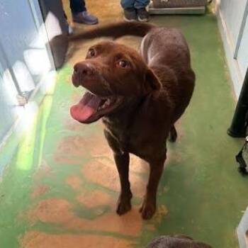 Dutch -  Labrador Retriever and Mixed Breed Dog for Adoption in Hattiesburg, Mississippi - Dutch | PetCurious