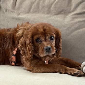 SGT. pepper -  Cavalier King Charles Spaniel Dog for Adoption in North Canton, Ohio - SGT. Pepper | PetCurious