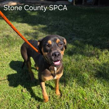 Rescue Rottweiler and Mixed Breed Dogs for Adoption in Wiggins, Mississippi - Buddy | PetCurious