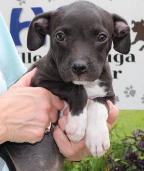 Luna Moon 43978 -  Pit Bull Terrier Dog for Adoption in Prattville, Alabama - Luna Moon 43978 | PetCurious