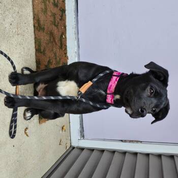 Rescue Labrador Retriever and Mixed Breed Dogs for Adoption in Madison, Wisconsin - Dulce | PetCurious