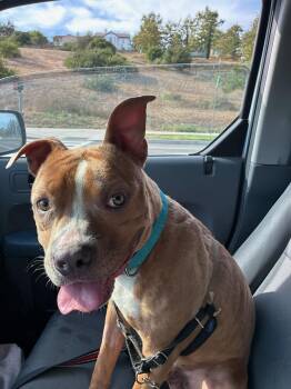 Rescue Pit Bull Terrier Dogs for Adoption in Lakeside, California - Bennet | PetCurious