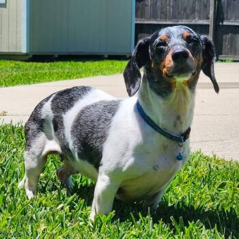 Dolly the Doxy -  Dachshund Dog for Adoption in Mobile, Alabama - Dolly The Doxy | PetCurious