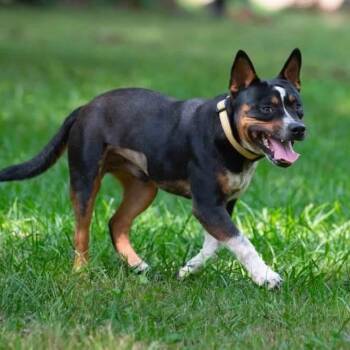 Foster Me - Flint -  Terrier Dog for Adoption in Oswego, Illinois - Foster Me - Flint | PetCurious