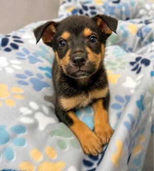 Tank -  Mixed Breed Dog for Adoption in Lindenhurst, New York - Tank | PetCurious