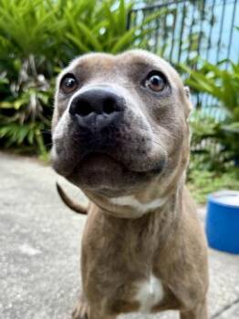 Salsa -  Pit Bull Terrier and Mixed Breed Dog for Adoption in New Orleans, Louisiana - Salsa | PetCurious