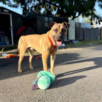 Neil Diamond -  Mastiff and Mixed Breed Dog for Adoption in Bellingham, Washington - Neil Diamond | PetCurious
