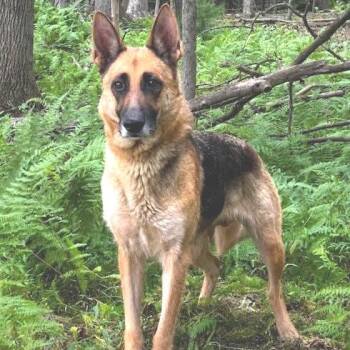 Daisy (26-273) -  German Shepherd Dog Dog for Adoption in New Ringgold, Pennsylvania - Daisy (26-273) | PetCurious